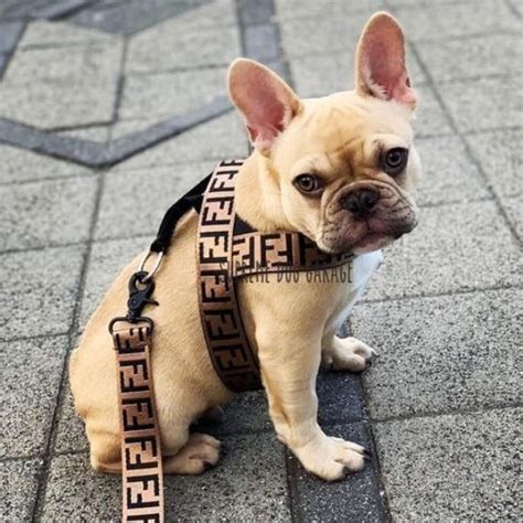 Fendi dog leash set